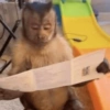 Reações + macacos 🐒 8