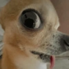 Mix perritos sin palabras  16