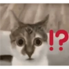 Meme kucing 11