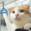 Gatos random 😺 30