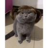 Gatas fofinha de perucas  18