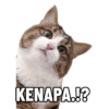 KENAPA.!?