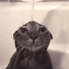 Gatos memes 7