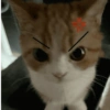 Gatos memes 16
