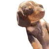 Random para whatsapp 🐶 24