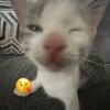 Gatitos Memes😺✨💕11 11