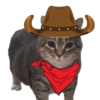 Akmal Cat oiia 13