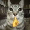 Random Cat's 🐈🐈‍⬛ 7