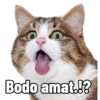 Bodo amat.!?