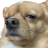 Perritos MooD #2 12