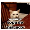 Gatos 15