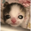 Meme kucing 8
