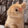Bunnie 12