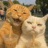 🧿Gatitos Gatos Miau🐱🐈 28