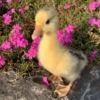Patos Random 🦆🤣 10