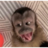 POR MIM!! 🐒 6