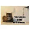 Gatos 7