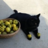 Black Cat Mood 26