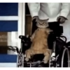 Gatos 25