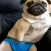 Pug in Underwear