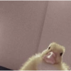 Patos Random 🦆🤣 15