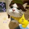 Gatas fofinha de perucas  25