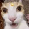 Gatos memes 22