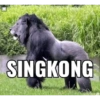 Cwok jomok 15