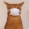 GATINHOS GRIPADOS 7