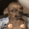 Perrito 5