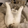 Cat Legs Up