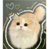 Kucing Lucu 11