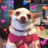 Para os apaixonados🥰 9