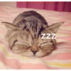 Meme kucing 6