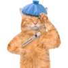 GATINHOS GRIPADOS 10