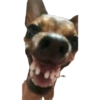Reações cachorros 11