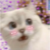 Gatitos amor 💘  8