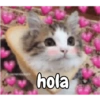 Gatos 19