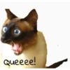 Memes gatos e cachorros 16