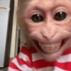MACACOS ENGRAÇADOS 🐵🤣 6