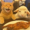 🧿Gatitos Gatos Miau🐱🐈 7
