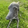 Mix perritos sin palabras  8