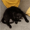 Black Cat Mood 14