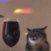 Gatos memes 9
