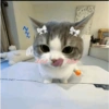 Gatas fofinha de perucas  8