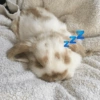 Bunnie 17