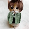 Gatas fofinha de perucas  30
