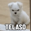 TELASO