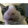 Patético 12
