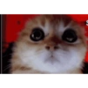 Kucing imut 22